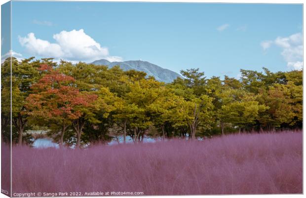 Pink muhly grass Canvas Print by Sanga Park