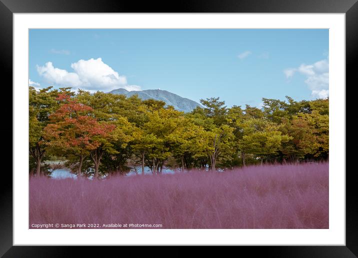 Pink muhly grass Framed Mounted Print by Sanga Park