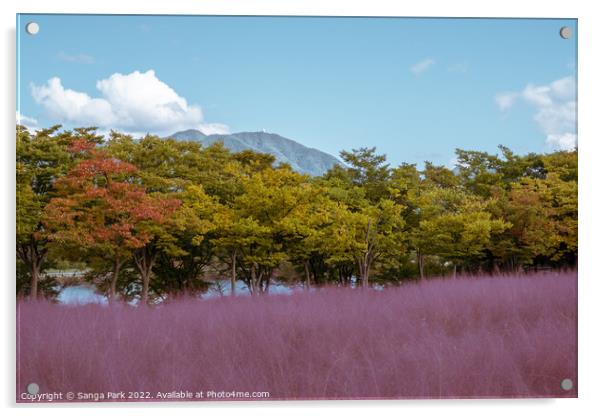 Pink muhly grass Acrylic by Sanga Park