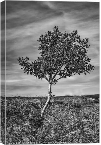 Majestic Holly Tree Canvas Print by Michael Birch