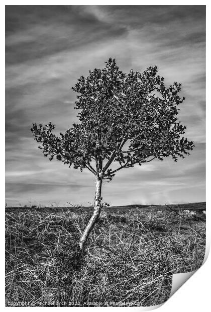 Majestic Holly Tree Print by Michael Birch