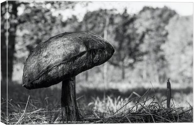 Solitary Huge Bitter Bolete Mushroom.  Canvas Print by Steve Gill