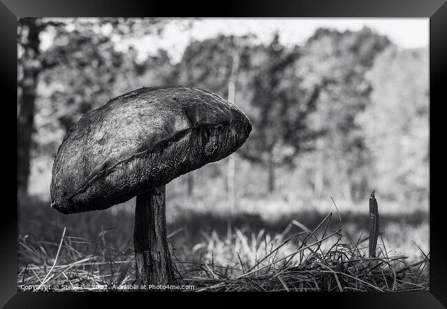 Solitary Huge Bitter Bolete Mushroom.  Framed Print by Steve Gill