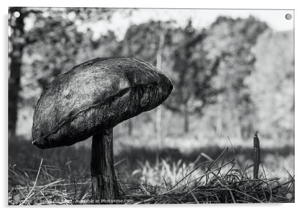 Solitary Huge Bitter Bolete Mushroom.  Acrylic by Steve Gill