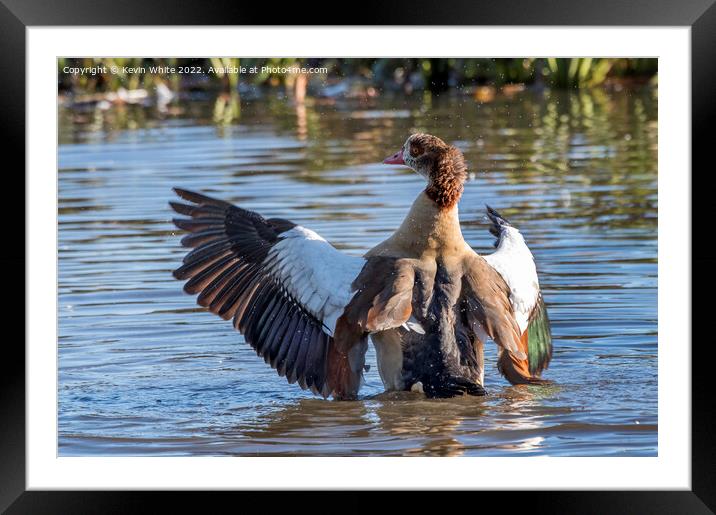 Egyptian goose landing on water Framed Mounted Print by Kevin White