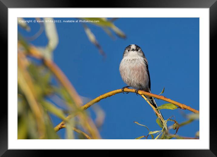 Long tailed tit sitting on branch Framed Mounted Print by Kevin White