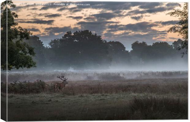 Stag deer roaming early morning Canvas Print by Kevin White