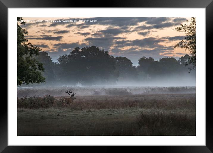 Stag deer roaming early morning Framed Mounted Print by Kevin White