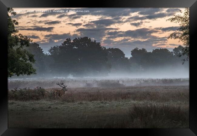 Stag deer roaming early morning Framed Print by Kevin White