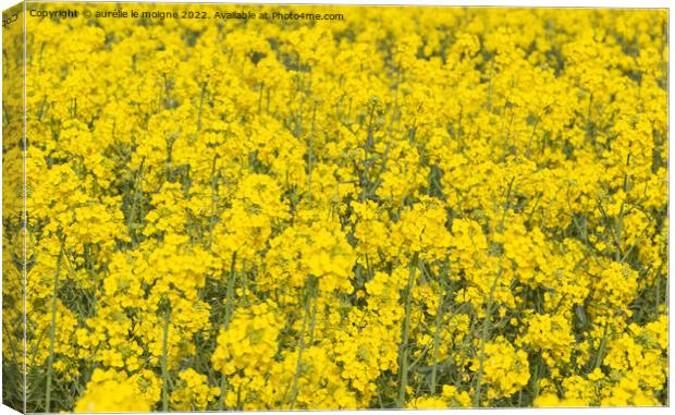Field of canola in Brittany Canvas Print by aurélie le moigne