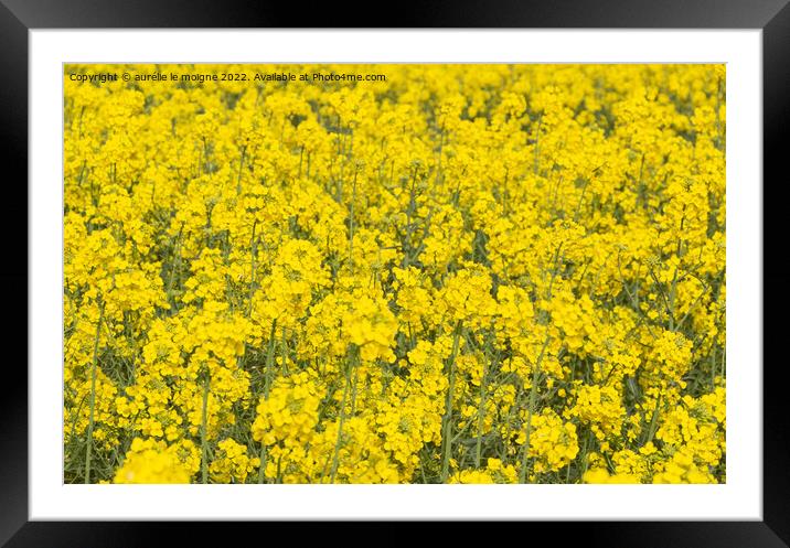 Field of canola in Brittany Framed Mounted Print by aurélie le moigne