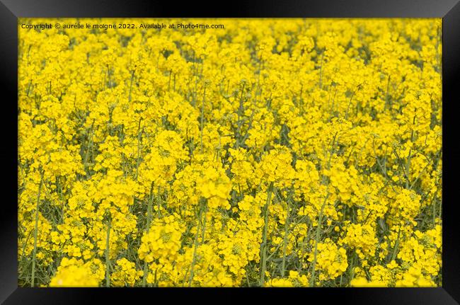 Field of canola in Brittany Framed Print by aurélie le moigne
