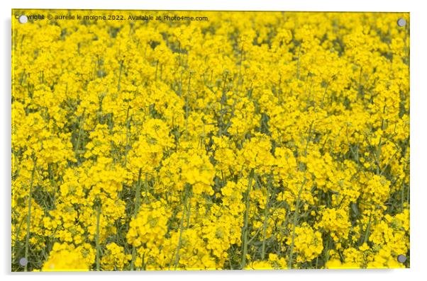 Field of canola in Brittany Acrylic by aurélie le moigne
