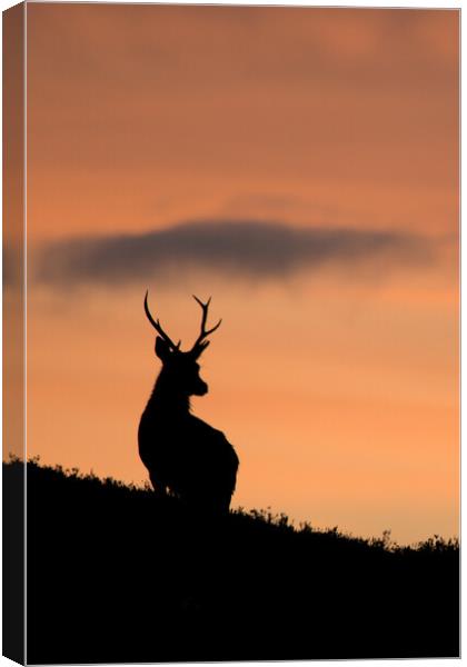 Sunrise Stag Silhouette  Canvas Print by Macrae Images