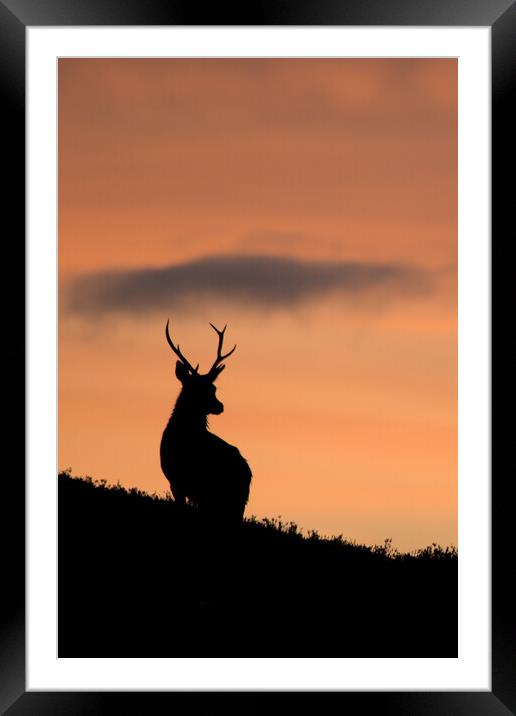 Sunrise Stag Silhouette  Framed Mounted Print by Macrae Images