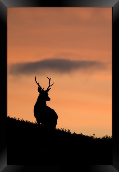 Sunrise Stag Silhouette  Framed Print by Macrae Images