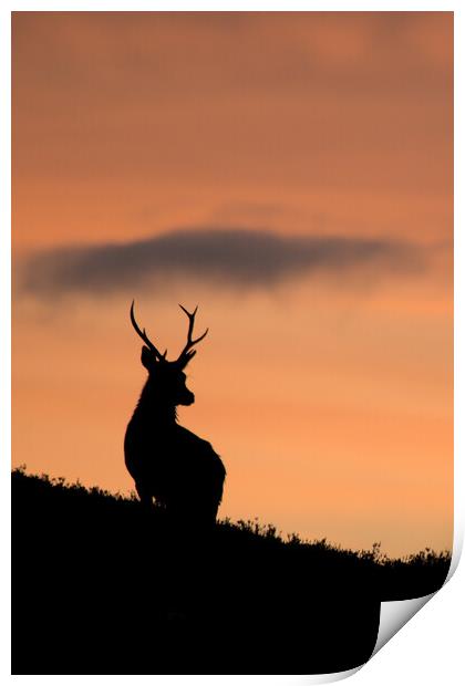 Sunrise Stag Silhouette  Print by Macrae Images