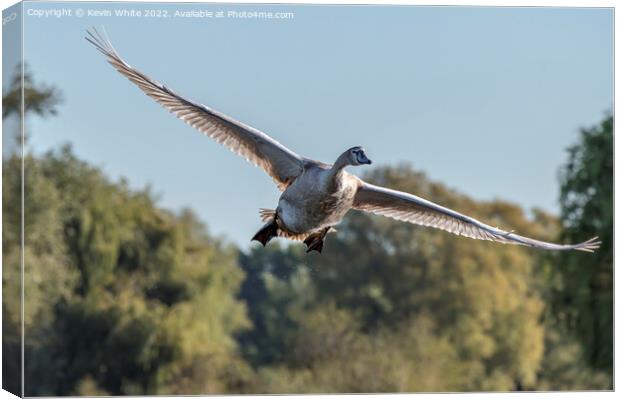 Juvenile mute swan Canvas Print by Kevin White
