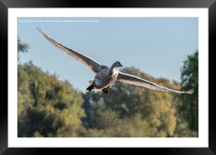 Juvenile mute swan Framed Mounted Print by Kevin White