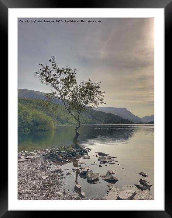 lonely tree on the shore of Llyn Padarn, Snowdonia Framed Mounted Print by  Ven Images