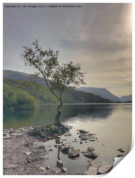 lonely tree on the shore of Llyn Padarn, Snowdonia Print by  Ven Images