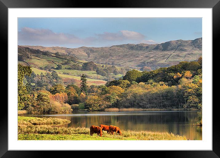 Autumn in the Lake District. Framed Mounted Print by Irene Burdell