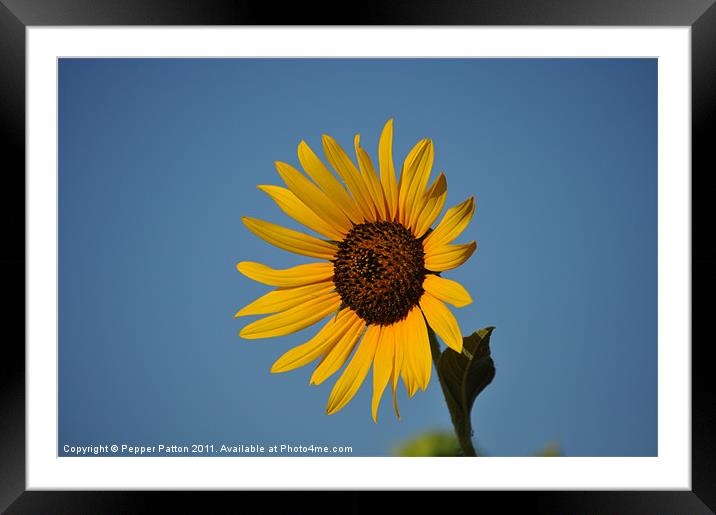 Gorgeous Sunset Sunflower Framed Mounted Print by Pepper Patton