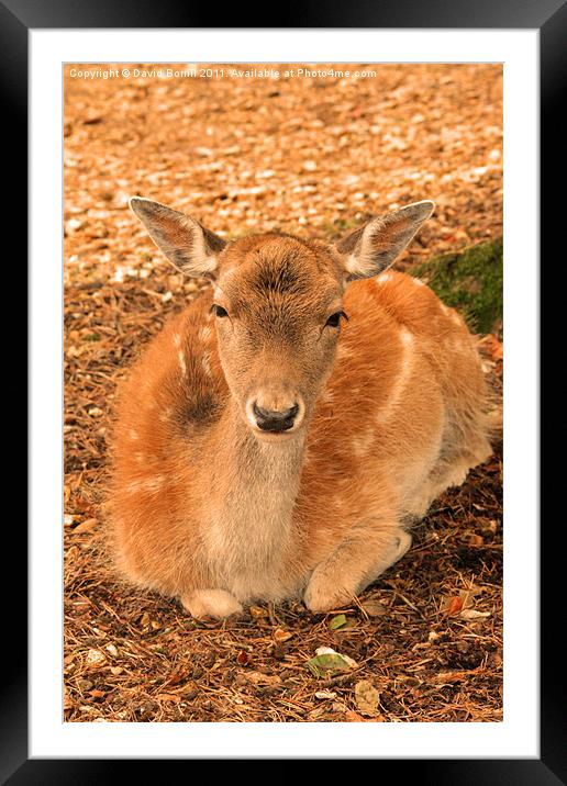 Smile Please Framed Mounted Print by David Borrill