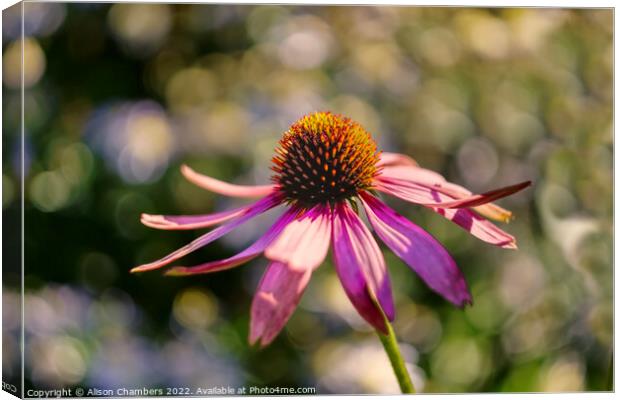 Echinacea Flower October Sun Canvas Print by Alison Chambers