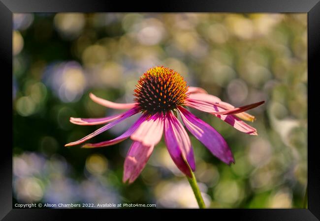 Echinacea Flower October Sun Framed Print by Alison Chambers