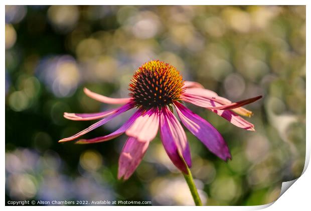 Echinacea Flower October Sun Print by Alison Chambers