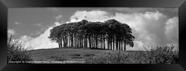 The Nearly Home Trees, coming home trees Panoramic Framed Print by Diana Mower