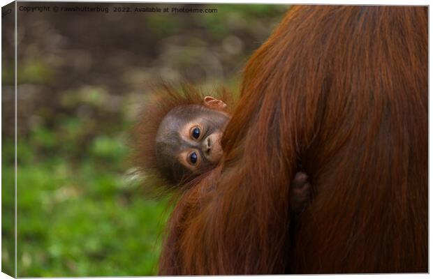 Curious Orangutan Baby Peeking Canvas Print by rawshutterbug 
