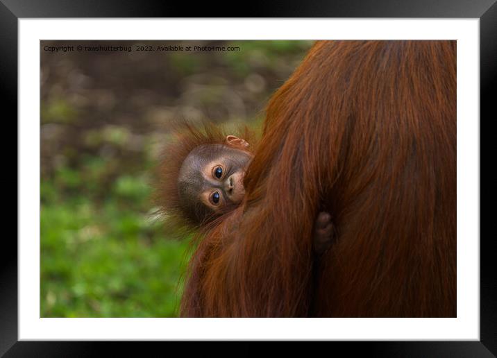 Curious Orangutan Baby Peeking Framed Mounted Print by rawshutterbug 