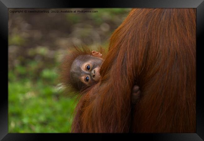Curious Orangutan Baby Peeking Framed Print by rawshutterbug 