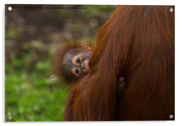 Curious Orangutan Baby Peeking Acrylic by rawshutterbug 