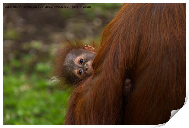 Curious Orangutan Baby Peeking Print by rawshutterbug 