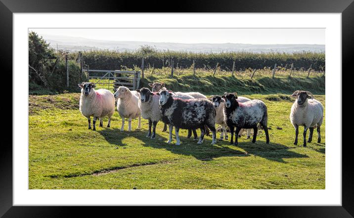 Dartmoor sheep, Herdwick grazing,in the National P Framed Mounted Print by kathy white