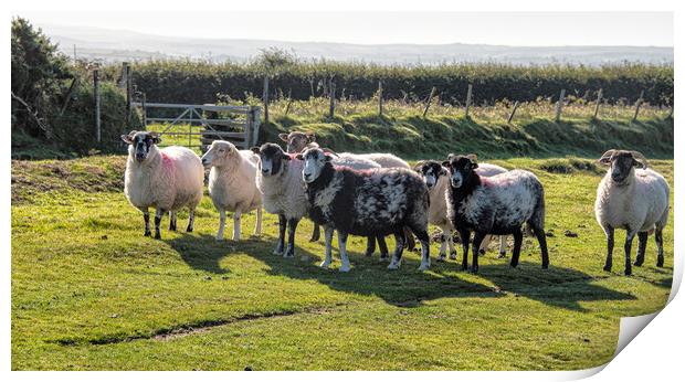 Dartmoor sheep, Herdwick grazing,in the National P Print by kathy white