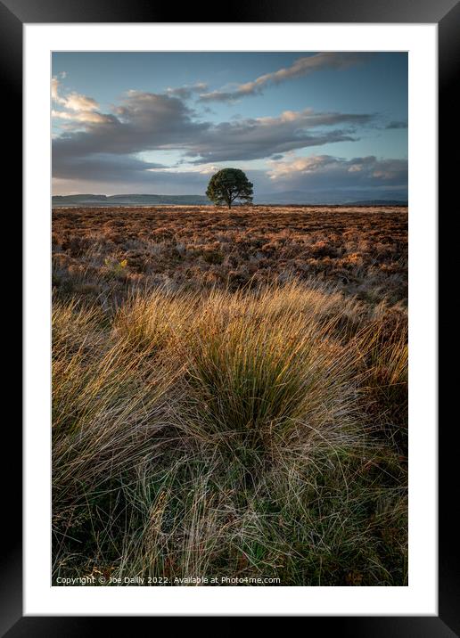 Lone Tree at Sunset Framed Mounted Print by Joe Dailly