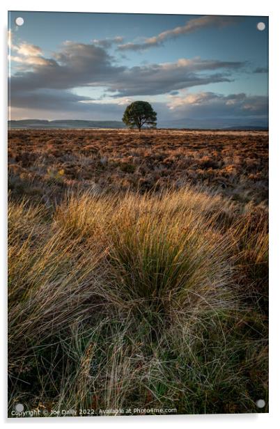 Lone Tree at Sunset Acrylic by Joe Dailly