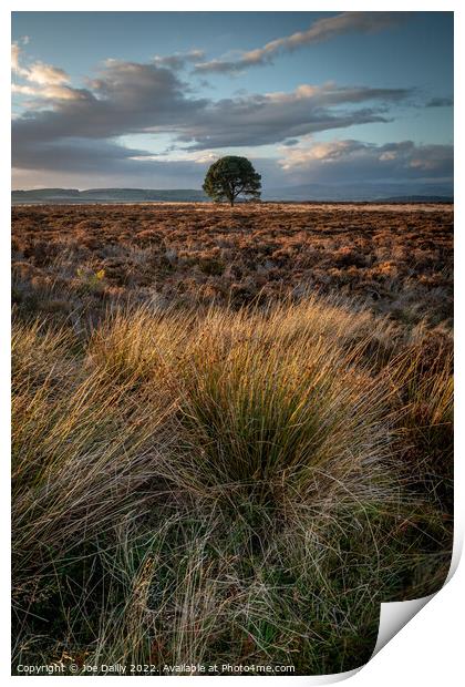 Lone Tree at Sunset Print by Joe Dailly