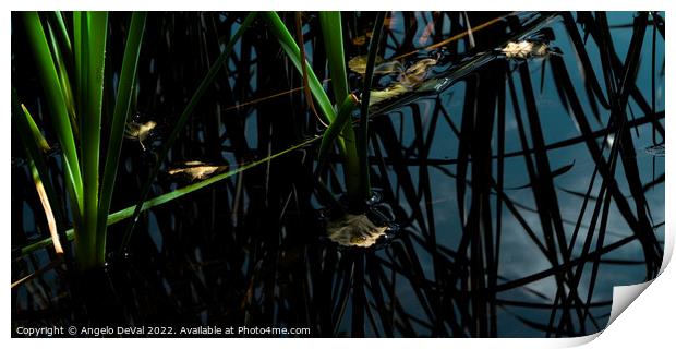 Leaves at the Quiet Pond Print by Angelo DeVal