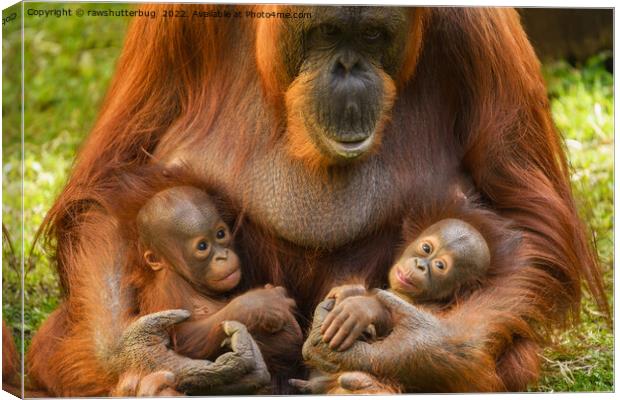 Orangutan Mother Holding Two Babies Canvas Print by rawshutterbug 