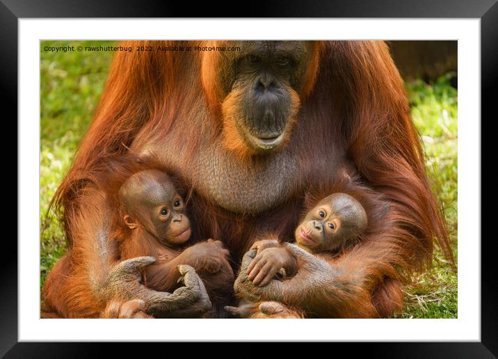 Orangutan Mother Holding Two Babies Framed Mounted Print by rawshutterbug 