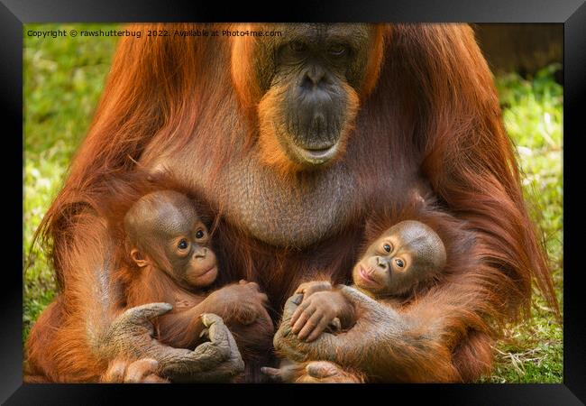 Orangutan Mother Holding Two Babies Framed Print by rawshutterbug 