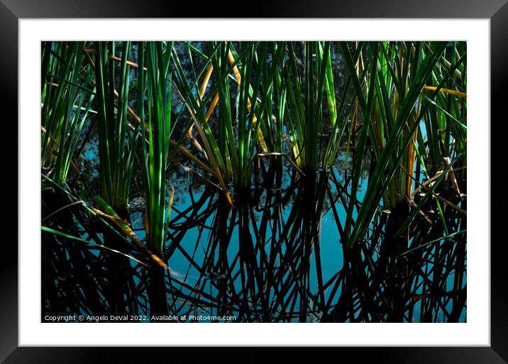 Pond Plants Reflections Framed Mounted Print by Angelo DeVal