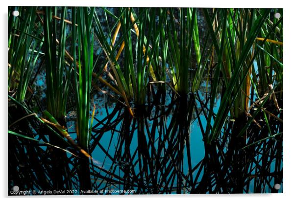 Pond Plants Reflections Acrylic by Angelo DeVal