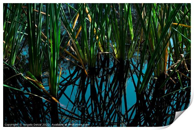 Pond Plants Reflections Print by Angelo DeVal
