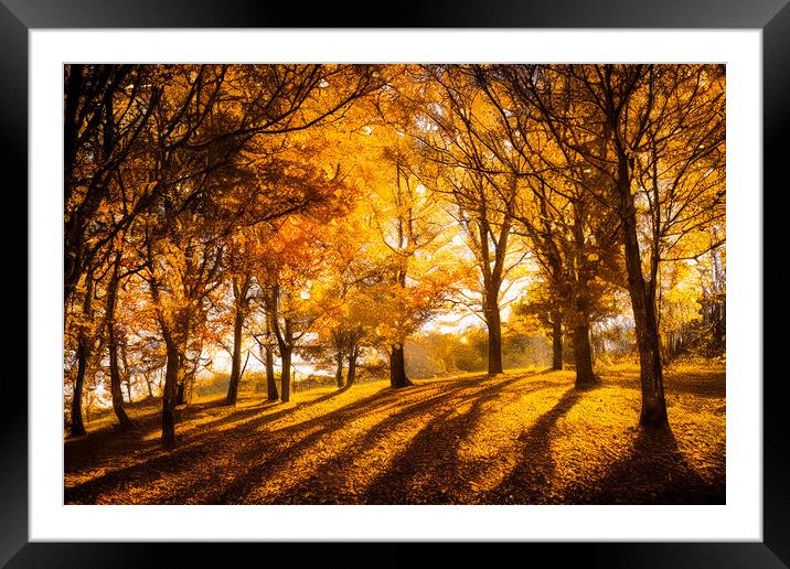 The Golden Leaves of Autumn  Framed Mounted Print by Adam Kelly